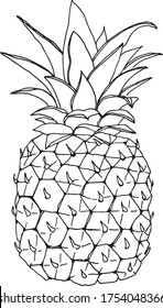 Pineapple graphic illustration. Exotic fruit isolated. Hand drawn realistic black and white line art. Design element for menu, gift paper, textile, fabric, coloring page - Vector