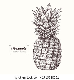 Pineapple in graphic style. Vector Hand Drawn in doodle style. Sketch Botanical Illustration. Eco healthy food. Tropical fruit in realistic style