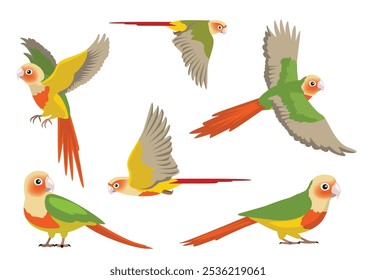 Pineapple Green Cheeked Conure Parrot Poses Bird Vector Illustration