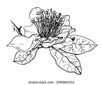 Pineapple Guava tropical hawaiian flower blossom. Isolated vector botanical illustration: retro vintage, hand drawn, black and white, outline. For wedding invitation, print card, tattoo.