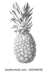 pineapple. hand draw.