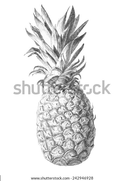 パイナップルフルーツの画像 白黒のベクター画像イラスト のベクター画像素材 ロイヤリティフリー Shutterstock パイナップルフルーツの画像 白黒のベクター画像イラスト のベクター画像素材 ロイヤリティフリー Shutterstock