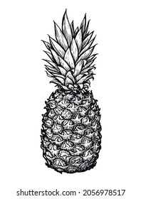 Pineapple hand draw on white background. Tropical fruit sketch vector illustration