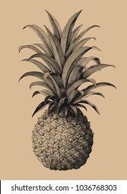 Pineapple Hand Drawing Vintage Engraving Style