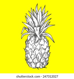 Pineapple, Hand Drawn