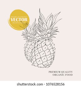 Pineapple hand drawn illustration. Botanical vector design.