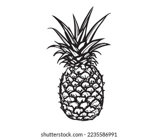 Pineapple hand drawn illustrations, vector.