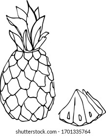 Pineapple hand drawn line art sketchy juicy summer organic ananas vegetarian healthy vitamin food dessert tropical fruit vector illustration nature plant leaf exotic
