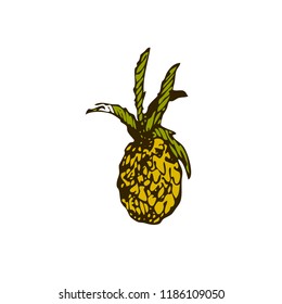 Pineapple. Hand drawn sketch doodle vector illustration.