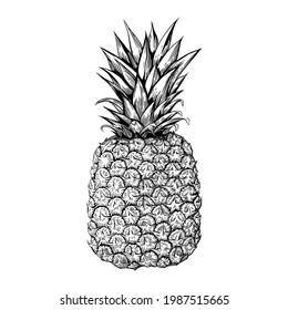 A pineapple. Hand drawn vector illustration isolated on white background.