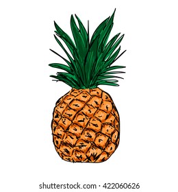 pineapple hand drawn vector illustration 