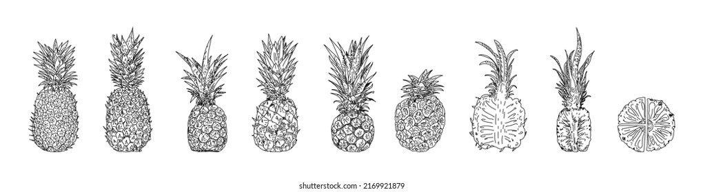 Pineapple hand drawn vector illustrations. Farm market product. Herbal engraved style objects. Healthy eating. Organic food illustration. Isolated Pineapple set.