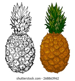 Pineapple hand-painted, sketched fruit. Pineapple painted black line, color pineapple on a white background. vector fruits