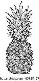 Pineapple illustration, drawing, engraving, ink, line art, vector