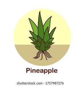 Pineapple. Illustration of pineapple in a flat style. Summer fruits. Fresh fruit.