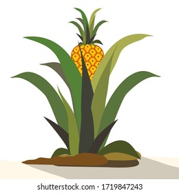 Pineapple. Illustration of pineapple fruit with isolated cartoon style on white. summer fruits, for a healthy and natural life,vector illustration.