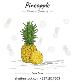Pineapple illustration with line art. Set of Pineapple. Hand drawn Pineapple. Vector illustration. Background with pumpkins and white color. Decorative image of Pineapple fruit