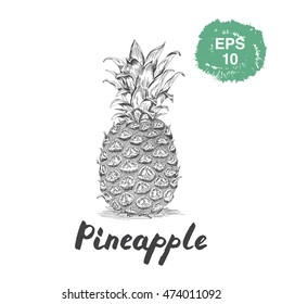 Pineapple ink sketch drawing.
