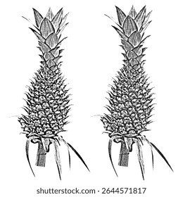 Ananas-Tintenskizze eignet sich für botanische thematische Illustrationen und grafische Kunstbücher.