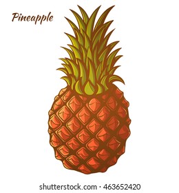 Pineapple isolated on white background. Fruit logo. Hand drawn vector illustration. Healthy, vitamin food. For kitchen, textiles, wrapping paper, cards, brochures, banner, restaurant menu and market