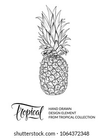 Pineapple isolated. Tropical fruit - ananas. Exotic summer hand drawn design element. Sketch. Vector illustration. EPS 10.