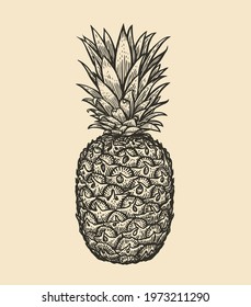Pineapple with leaves. Tropical summer fruit engraved style vector illustration