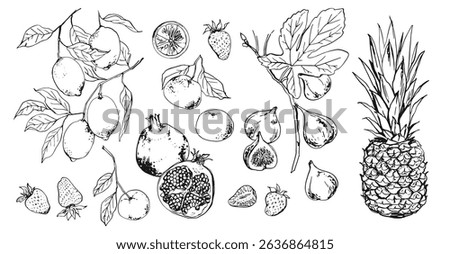 Pineapple, lemons on a branch, figs, tangerines, pomegranate, strawberries. exotic fruit. Vector food line drawing on white background.