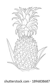 Ilustración de arte de la línea de piña. Dibujo botánico detallado. Vector de estilo moderno.