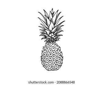 pineapple line art vector illustration  