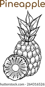 pineapple line drawing. Vintage pineapple whole, slices, pineapple with leaves, pineapple circle for juice label. Vector black ink outline food sketch illustration with juicy slice and peel of fruit