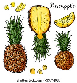 Pineapple, mini-pineapple Phuket. Fruits drawn by a line on a white background. Fruits from Thailand. Food sketch lines.