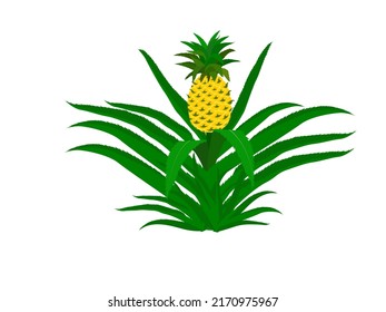 pineapple on a white background.