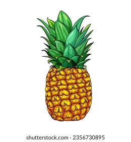 Pineapple on a white background. Tropical fruit.
