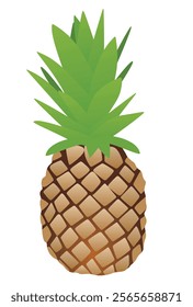 Pineapple on white background. vector