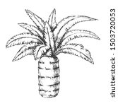 Pineapple Palm Tropical Tree Monochrome Vector. Canary Island Jungle Flowering Palm Trunk Leaf Plant. Nature Botany Template Hand Drawn In Vintage Style Black And White Illustration