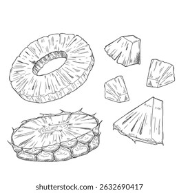 Peças de abacaxi e fatias esboço. Conjunto de esboços a tinta. Ilustração de vetor desenhada à mão.