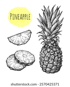 Pineapple pieces and whole fruit. Set of ink sketches. Hand drawn vector illustration. Retro style.