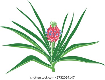 Pineapple plant (Ananas comosus) with bright pink inflorescence and green leaves isolated on white background