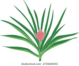 Pineapple plant (Ananas comosus) with bright pink inflorescence and green leaves isolated on white background
