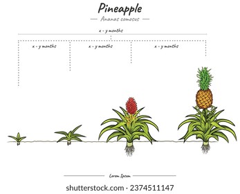 pineapple plant growth stages infographic elements. Growing stage pineapple plant template. time to grow a pineapple plant and its explanation. Can be used for topics like biology or education 