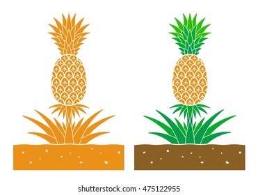 pineapple plant with leaves and fruit