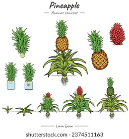 Pineapple plant Package. set of growing Pineapple tree illustration from seed to be Pineapple tree in vector. Can be used for topics like biology or education poster.