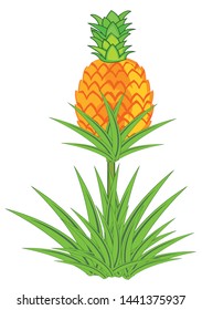 Pineapple plant with roots isolated on white background.