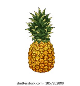Pineapple. Realistic hand drawing summer fruits, for a healthy and natural life