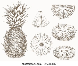 Pineapple set. Cut fruits. Hand drawn illustration of food sliced ingredients. Vector