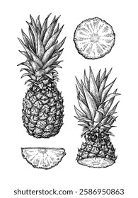 Pineapple set. Ink sketches of fruit. Hand drawn vector illustration. Retro style.