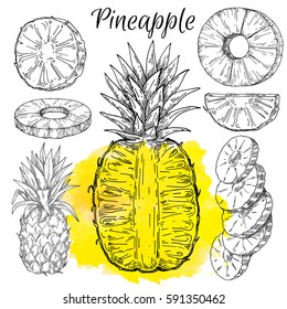 pineapple set vector vintage hand drawn illustration