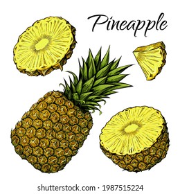 Pineapple set, whole and cut half, wedge and circle. Hand drawn vector illustration isolated on white background.