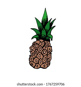 Pineapple sketch in color on a white background. Doodle pineapple one for packaging, logos, print, juice, lemonade