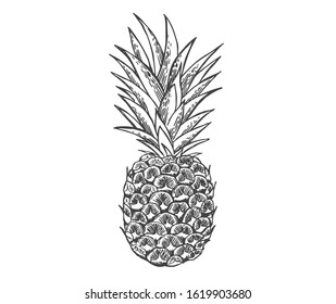 Pineapple Exotic Fruit Sketch Engraving Vector Stock Vector (Royalty ...